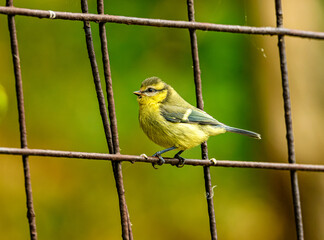 young Eurasian blue tit (Cyanistes caeruleus) on a fence