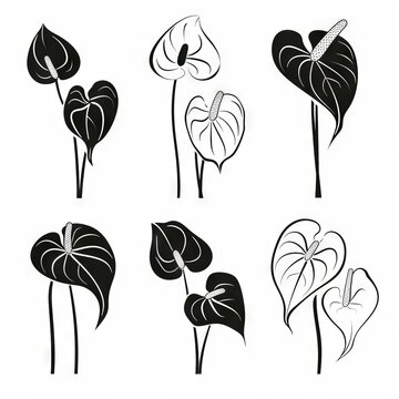 Anthurium (tailflower, flamingo flower, laceleaf) Pot Plant Icon Set, Anthurium Plant Flat Design