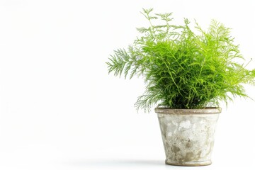 Asparagus Fern in Flowerpot Isolated, House Plant in Flower Pot