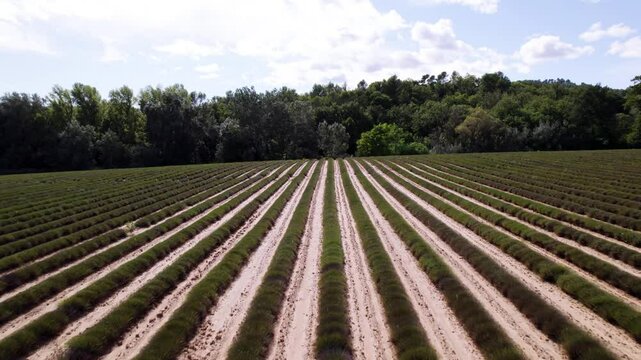 Aerial shot overhead rows of plants being grown in a field in the south of France