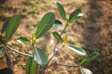 Close-up of green frangipani leaves with sunlight highlighting their texture.