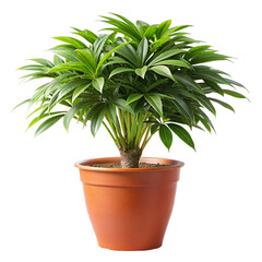 Fototapeta premium Plant isolated with clipping path isolated on transparent background
