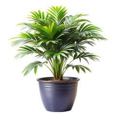 Fototapeta premium Plant isolated with clipping path isolated on transparent background