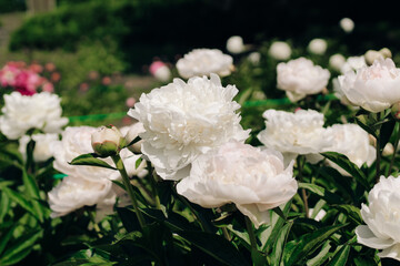 White peonies in the garden close-up