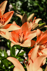 Obraz premium Orange lily bushes close-up in the garden