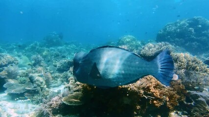 Fish, swimming and closeup in coral reef, nature or underwater in ocean ecosystem and undersea ecology. Tropical, environment and marine life in sea with animals in habitat in Raja ampat, Indonesia