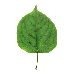 Obraz premium Transparent A leaf is shown in its natural form, with a green color and a shiny surface