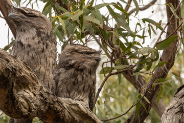 Australian Tawny Frogmouths (Podargus strigoides) perched on tree branch in the wild.