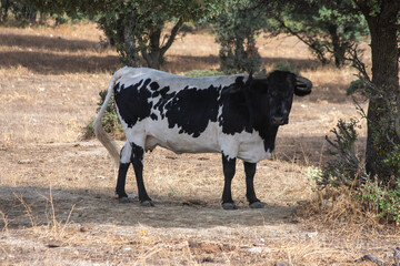Vaca lechera en el campo