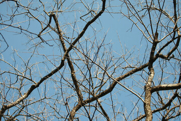 Dry branch on blue sky background