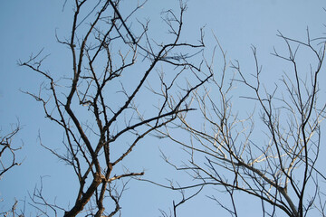 Dry branch on blue sky background