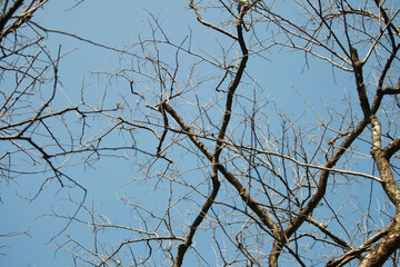 Dry branch on blue sky background