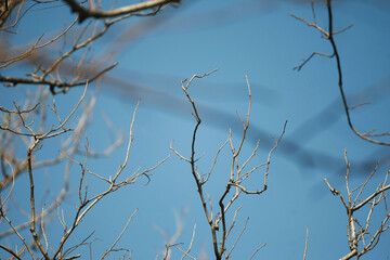 Dry branch on blue sky background