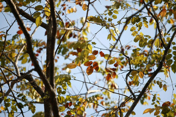 Dry branch on blue sky background