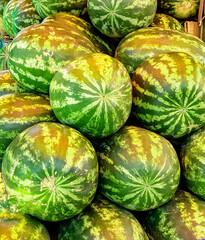 Textured background of a bunch of green fresh watermelons at a farmer's market. Close-up image