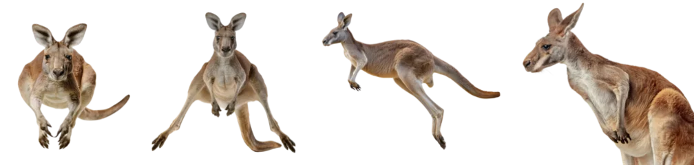  A series of isolated images of a kangaroo showing various poses, perfect for educational and design purposes. © tohceenilas
