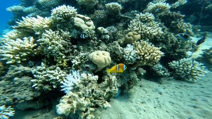 Amphiprion bicinctus - Two-striped clownfish. Two-striped clownfish hiding in an anemone in the corals of the Red Sea. Two-striped clownfish snorkeling in the Red Sea.