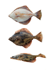 European Flounder isolated on white background