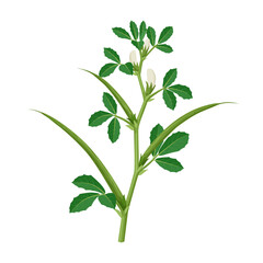 Vector illustration of fenugreek plant, scientific name Trigonella foenum-graecu, isolated on white background.
