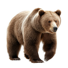 Obraz premium A powerful and majestic brown Grizzly bear walking gracefully in a natural setting, showcasing its strength and beauty in wildlife. transparent background