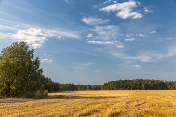 Naklejka premium A field of tall grass with a blue sky in the background