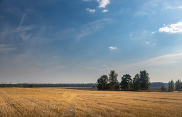 Obraz premium A field of tall grass with a clear blue sky in the background
