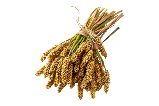Sorghum hegari or millet stalks tied together in bundle isolated on a white background. Concept of agriculture and harvesting crops like millet