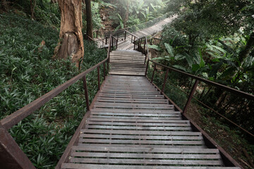 Suspension bridge in the evergreen forest for adventure trail in Chiang Mai.