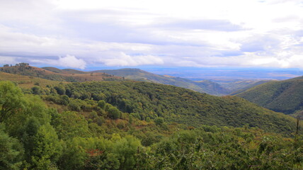 forest in the mountains