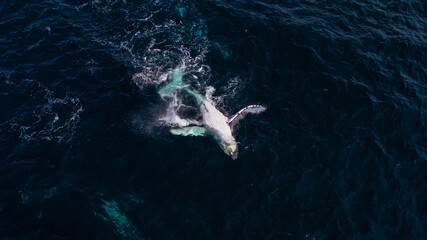Fototapeta premium Whale Calf Splashing 