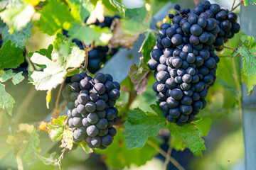 Grappes de raisin dans les vignes lors des vendanges 