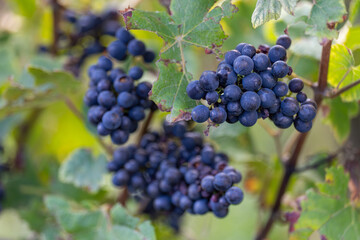 Grappes de raisin dans les vignes lors des vendanges 