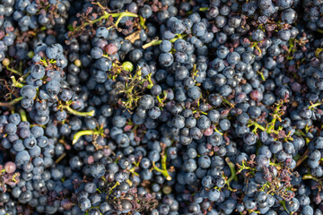 Grappes de raisin dans les vignes lors des vendanges 