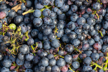 Grappes de raisin dans les vignes lors des vendanges 
