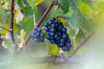 Grappes de raisin dans les vignes lors des vendanges 