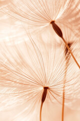 Obraz premium Pusteblumen Samen