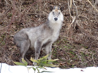 二ホンカモシカ