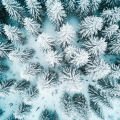 Schneeige Tannenw&auml;lder