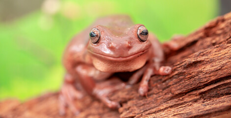An Australian tree frog sits on the bark of a tree. The frog turns around and looks at the camera.