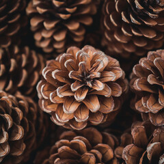 Tannenzapfen Sammlung