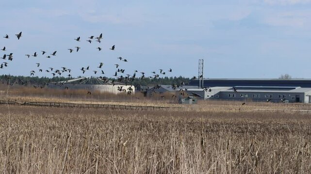 Wild geese overwinter on European agricultural lands and near livestock farms. Bean goose (Anser fabalis), white-fronted goose (Anser albifrons) flocks for feeding and makes regular foraging flights
