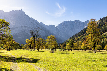 maple trees at Ahornboden, Karwendel mountains, Tyrol, Austria