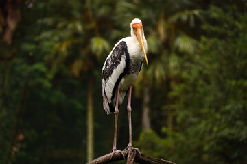 yellow billed stork