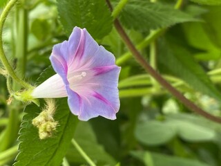 animals,tigar,nature,flower, pink