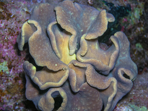 Leather Soft Coral Underwater on Coral Reef in the Red Sea
