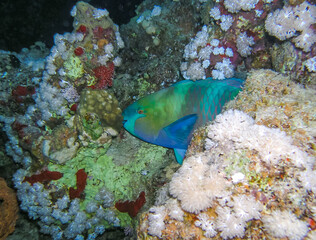 Bullethead Parrotfish (Chlorurus sordidus), tropical fish among soft corals in the Red Sea