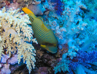 Balistapus undulatus - Coral fish among soft and calcareous corals on a rock underwater