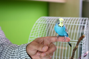 People take care of and play with budgies of the 