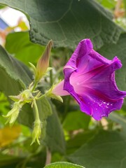 animals,tigar,nature,flower, pink