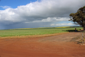 Obraz premium Barley Crop 